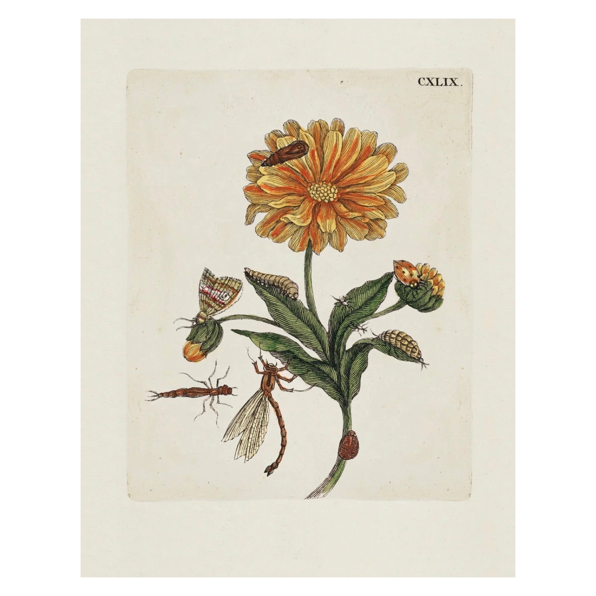 Aimee Pradel Botanical Gift Cards