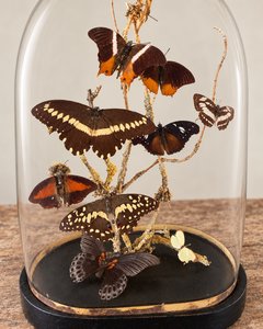 19th Century French Glass Dome with Butterflies