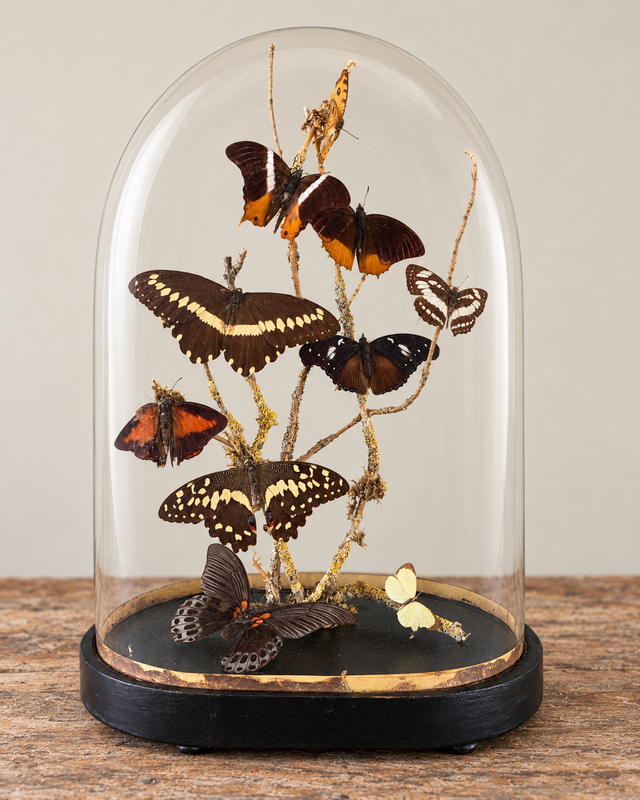 19th Century French Glass Dome with Butterflies