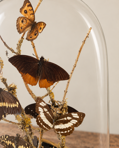 19th Century French Glass Dome with Butterflies
