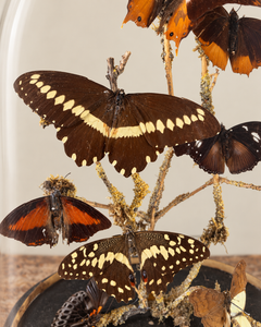 19th Century French Glass Dome with black timber base housing Butterfly display
