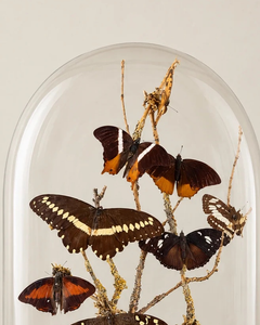 19th Century French Glass Dome with black timber base housing a butterfly display