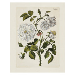 Aimee Pradel Botanical Gift Cards