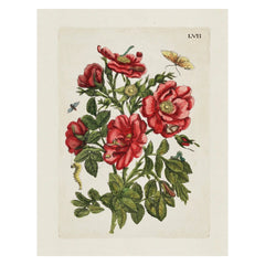 Aimee Pradel Botanical Gift Cards