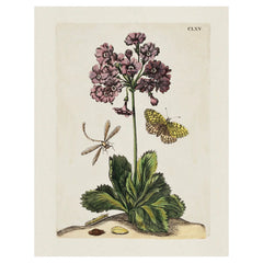 Aimee Pradel Botanical Gift Cards