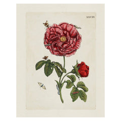 Aimee Pradel Botanical Gift Cards